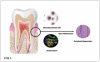 (1.) Critical principles of periodontal regeneration.